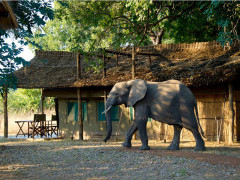 Elephant at Flatdogs Camp in South Luangwa National Park, Zambia.
