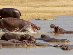 Hippo in South Luangwa National Park, Zambia.