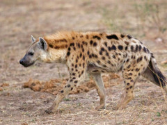Spotted hyena in South Luangwa National Park, Zambia.
