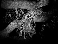 Leoprd in South Luangwa National Park, Zambia.
