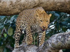 Leopard in South Luangwa National Park, Zambia.