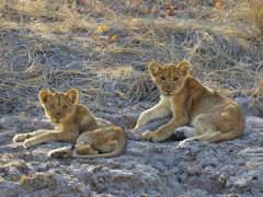 Lion in South Luangwa National Park, Zambia.