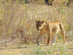 Lion in South Luangwa National Park, Zambia.