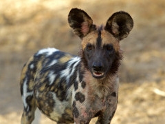 Wild dog in South Luangwa National Park, Zambia.