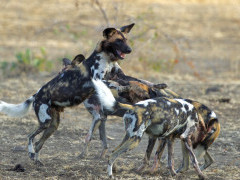 Wild dog in South Luangwa National Park, Zambia.