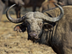 Buffalo in South Luangwa National Park, Zambia.