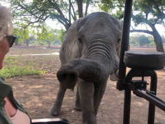 Elephant in South Luangwa, Zambia