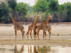 Giraffe in South Luangwa National Park, Zambia