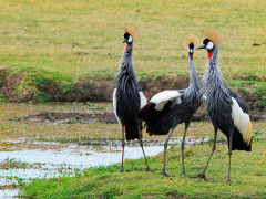 Grey-crowned crane in South Luangwa National Park, Zambia