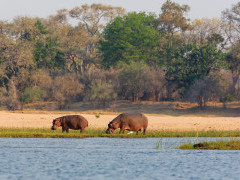 Hippos by the Lower Zambezi River in Zambia