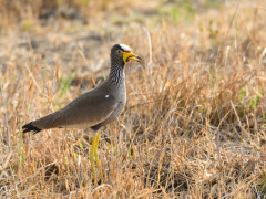 African wattled lapwing in Kafue, Zambia.