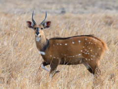 Bushbuck in Kafue, Zambia.