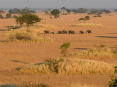 Elephants in Kafue, Zambia.