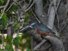 Giant kingfisher in Kafue, Zambia.