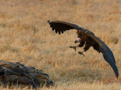 Lappet face vulture in Kafue, Zambia.