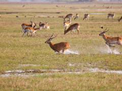 Lechwe in Kafue, Zambia