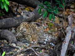 Leopard in Kafue, Zambia.