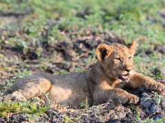 Lion cub in Kafue, Zambia