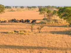 Elephant herd in Kafue National Park, Zambia.