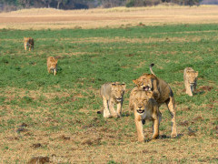 Lion pride in Kafue National Park, Zambia