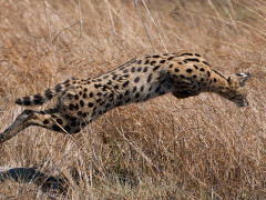 Serval in Kafue, Zambia.