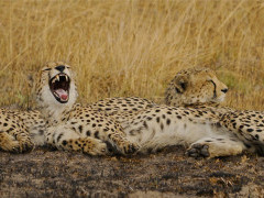 Cheetahs in Kafue, Zambia.