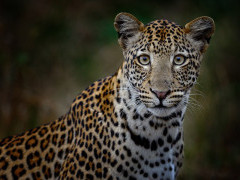 Leopard in Lower Zambezi National Park, Zambia.