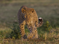 Leopard in Zambia
