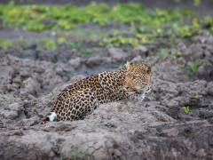 Leopard in South Luangwa National Park, Zambia