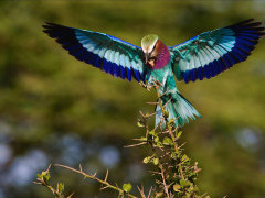 Lilac-breasted roller in Zambia