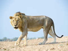Lion in South Luangwa National Park.