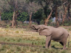Elephant in Lower Zambezi National Park, Zambia