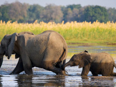 African elephant with baby crossing the Lower Zambezi, Zambia