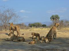 Lioness pride near the Lower Zambezi, Zambia