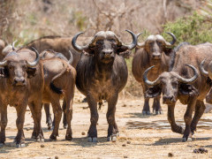 African buffalo in Lower Zambezi National Park, Zambia