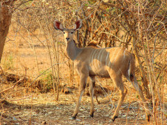 Kudu in Lower Zambezi National Park, Zambia