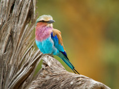 Lilac-breasted roller in Lower Zambezi National Park, Zambia