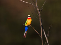 White-fronted bee-eater in Lower Zambezi National Park, Zambia