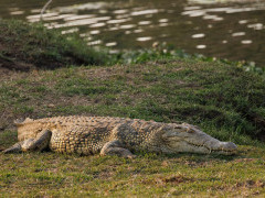Nile crocodile in Lower Zambezi National Park, Zambia