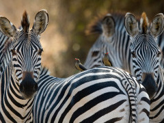 Zebra in South Luangwa National Park, Zambia 