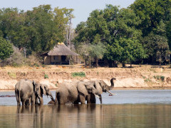 Elephant in South Luangwa National Park, Zambia 
