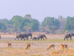 Elephant and puku in North Luangwa National Park, Zambia