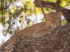 Leopard in North Luangwa National Park, Zambia