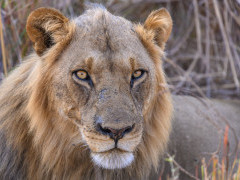 Lion in North Luangwa National Park, Zambia