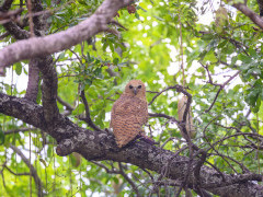 Pel's fishing owl in North Luangwa National Park, Zambia