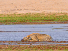 Spotted hyena in North Luangwa National Park, Zambia
