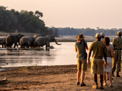 Watching elephants on a walking safari in North Luangwa National Park, Zambia