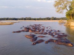 Hippo pod in North Luangwa National Park, Zambia
