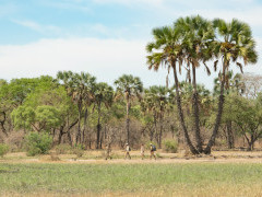 Walking safari in North Luangwa National Park, Zambia.