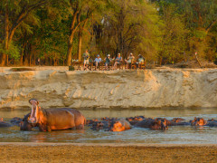 Watching hippos during sundowners at Takwela Camp in North Luangwa National Park, Zambia